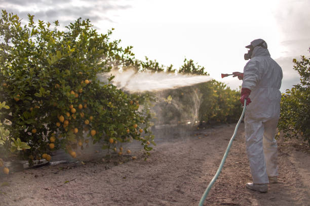 Best Emergency Pest Control  in Limon, CO
